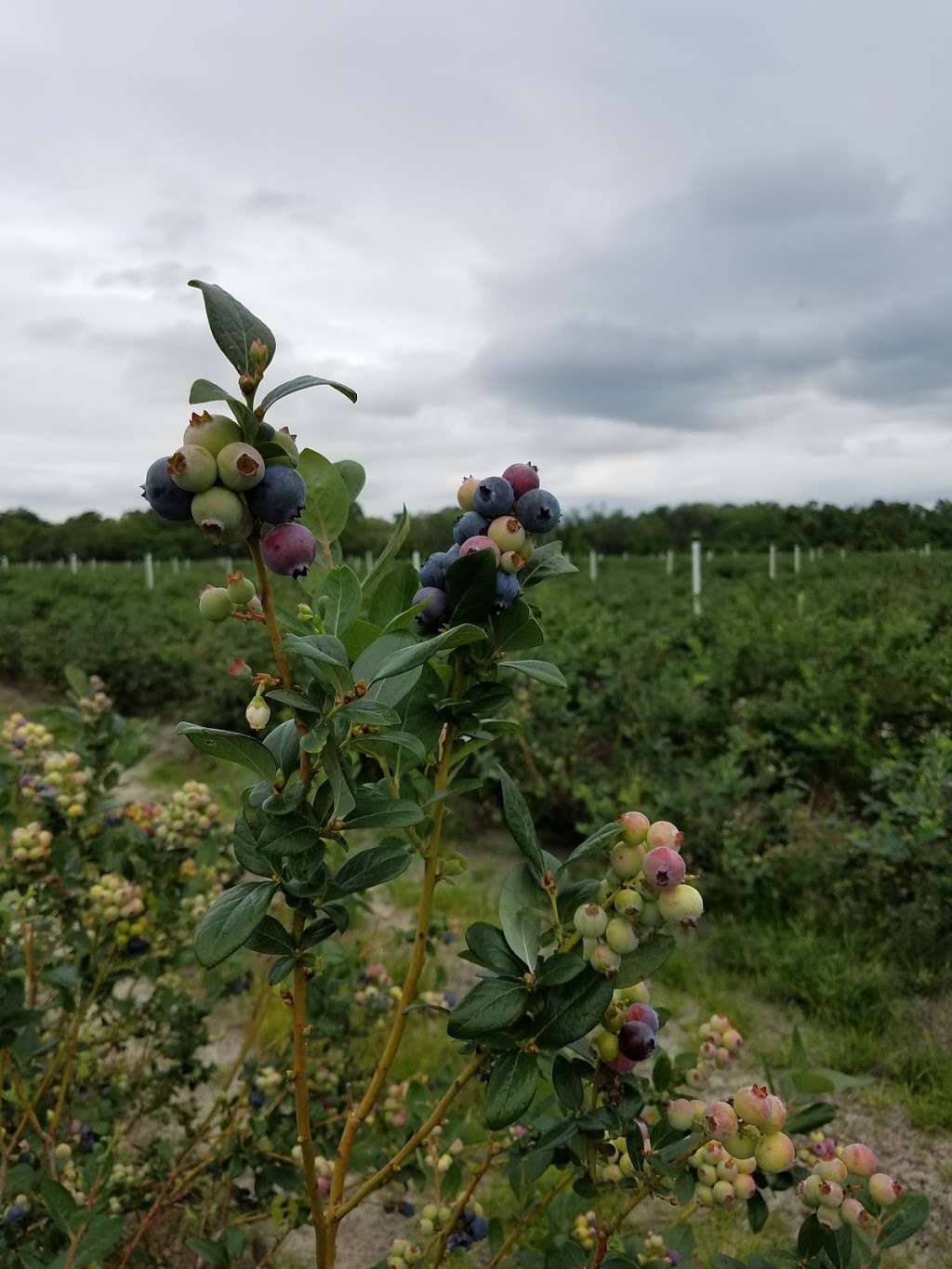 Far Reach Ranch - U-Pick Heavenly Blueberries | 1255 S Dora Blvd, Tavares, FL 32778, USA | Phone: (352) 343-7389