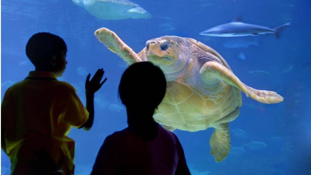 Newport Aquarium | 1 Levee Way, Newport, KY 41071, USA | Phone: (800) 406-3474