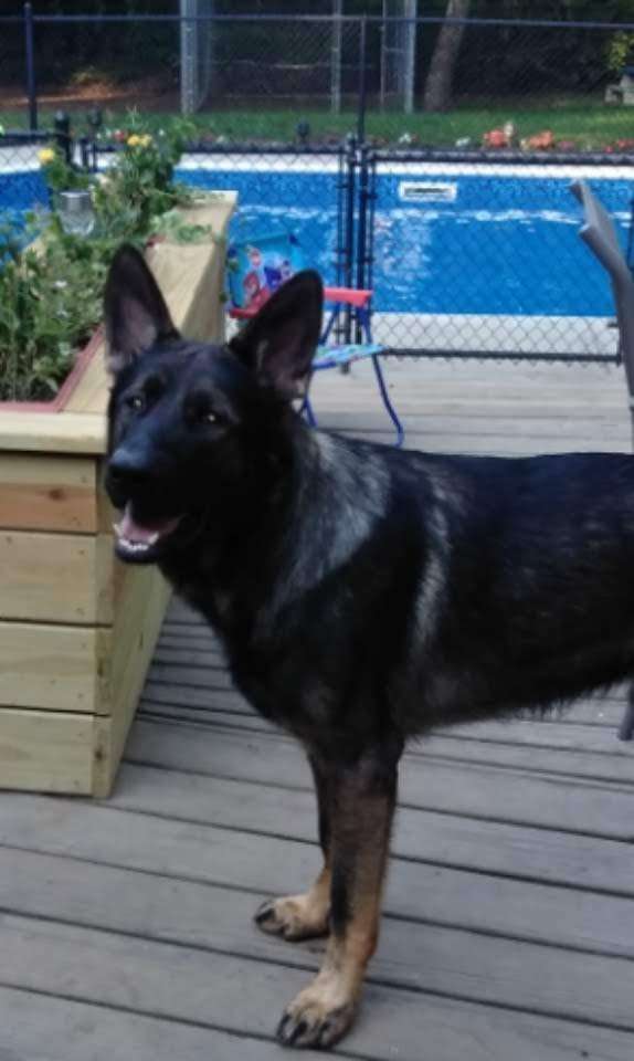 Dighton Veterinary Hospital | 532 Somerset Ave, North Dighton, MA 02764, USA | Phone: (508) 828-5255