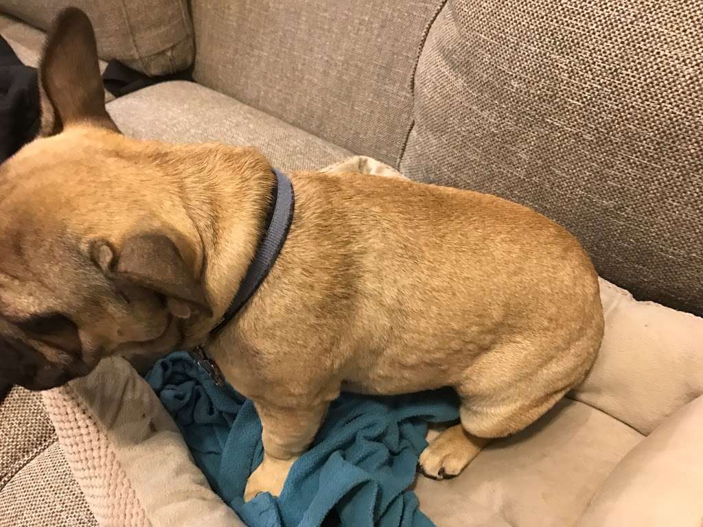 Pearland Pet Health Center | 10525 Hughes Ranch Rd, Pearland, TX 77584, USA | Phone: (713) 436-2555