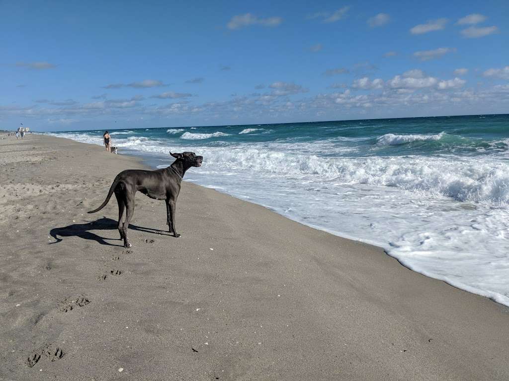 Juno Dog Beach - park  | Photo 4 of 10 | Address: 48 Ocean Blvd, Jupiter, FL 33477, USA