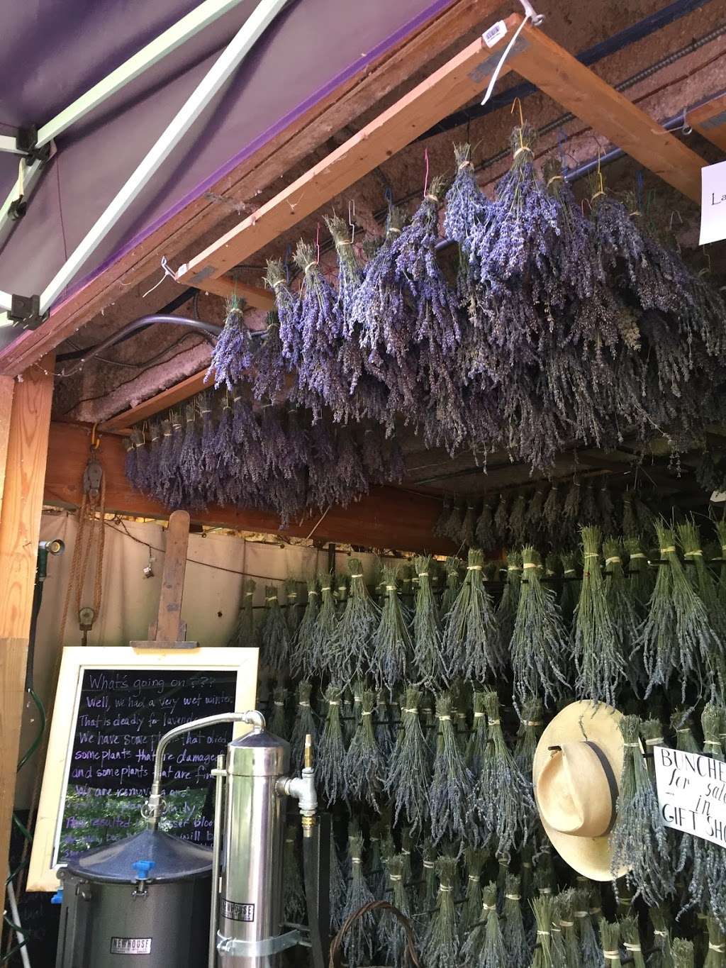 Peace Valley Lavender Farm | 802 New Galena Rd, Doylestown, PA 18901 | Phone: (215) 249-8462