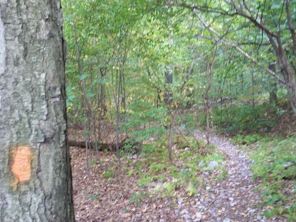 Neversink Mountain Trail First Orange Flag East Ridge | 2850 Perkiomen Ave, Reading, PA 19606