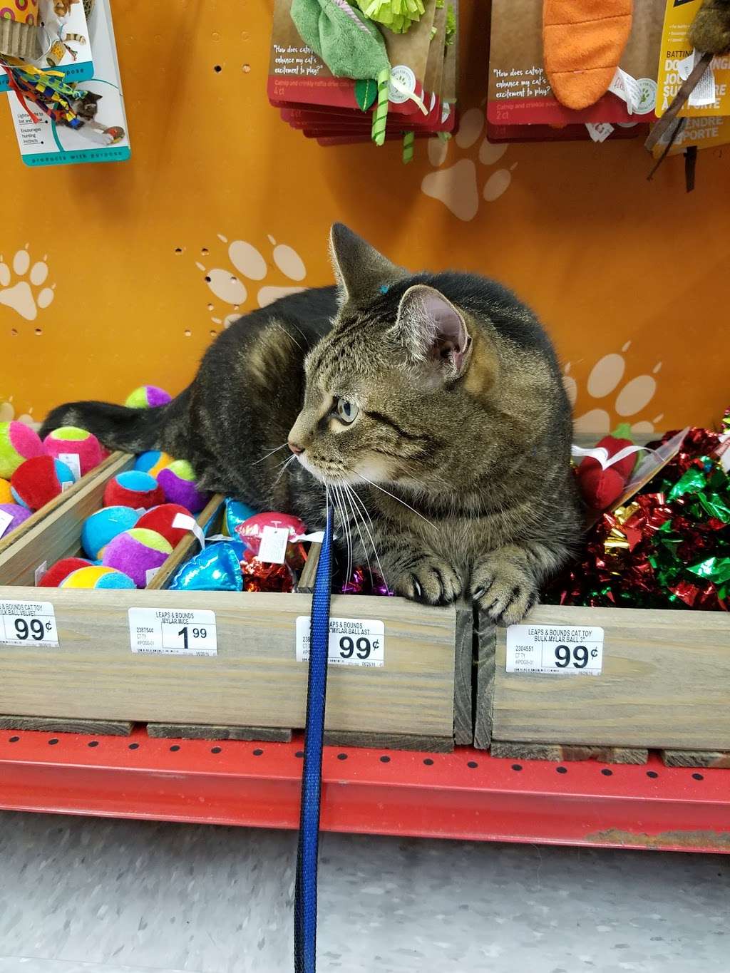 Petco Animal Supplies | 1844 E Ridge Pike, Royersford, PA 19468, USA | Phone: (610) 454-7395