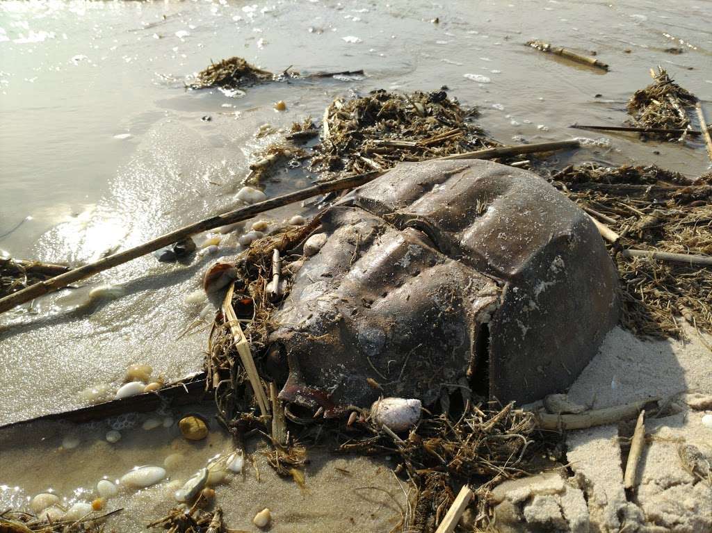 Cape May National Wildlife Refuge | 24 Kimbles Beach Rd, Cape May Court House, NJ 08210, USA | Phone: (609) 463-0994