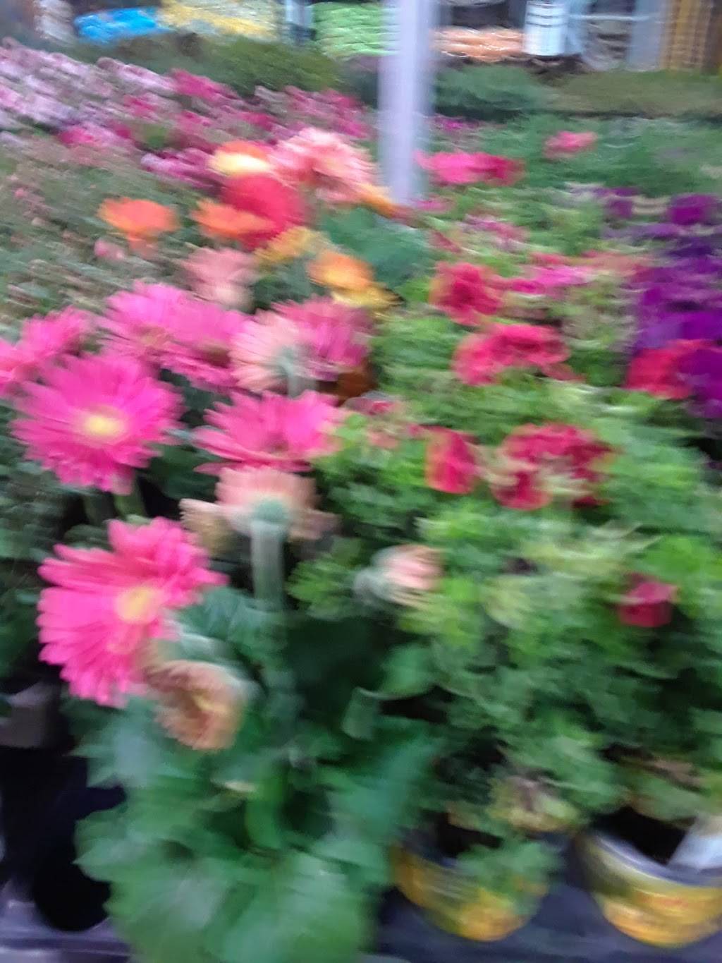 Garden Center at The Home Depot | 1750 E Edinger Ave, Santa Ana, CA 92705, USA | Phone: (714) 259-1030