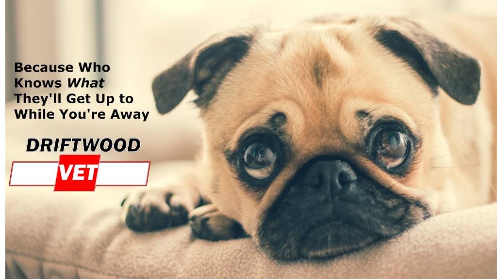 Driftwood Vet | 100 McKelvie Rd, Lincoln, NE 68531, USA | Phone: (402) 435-3003