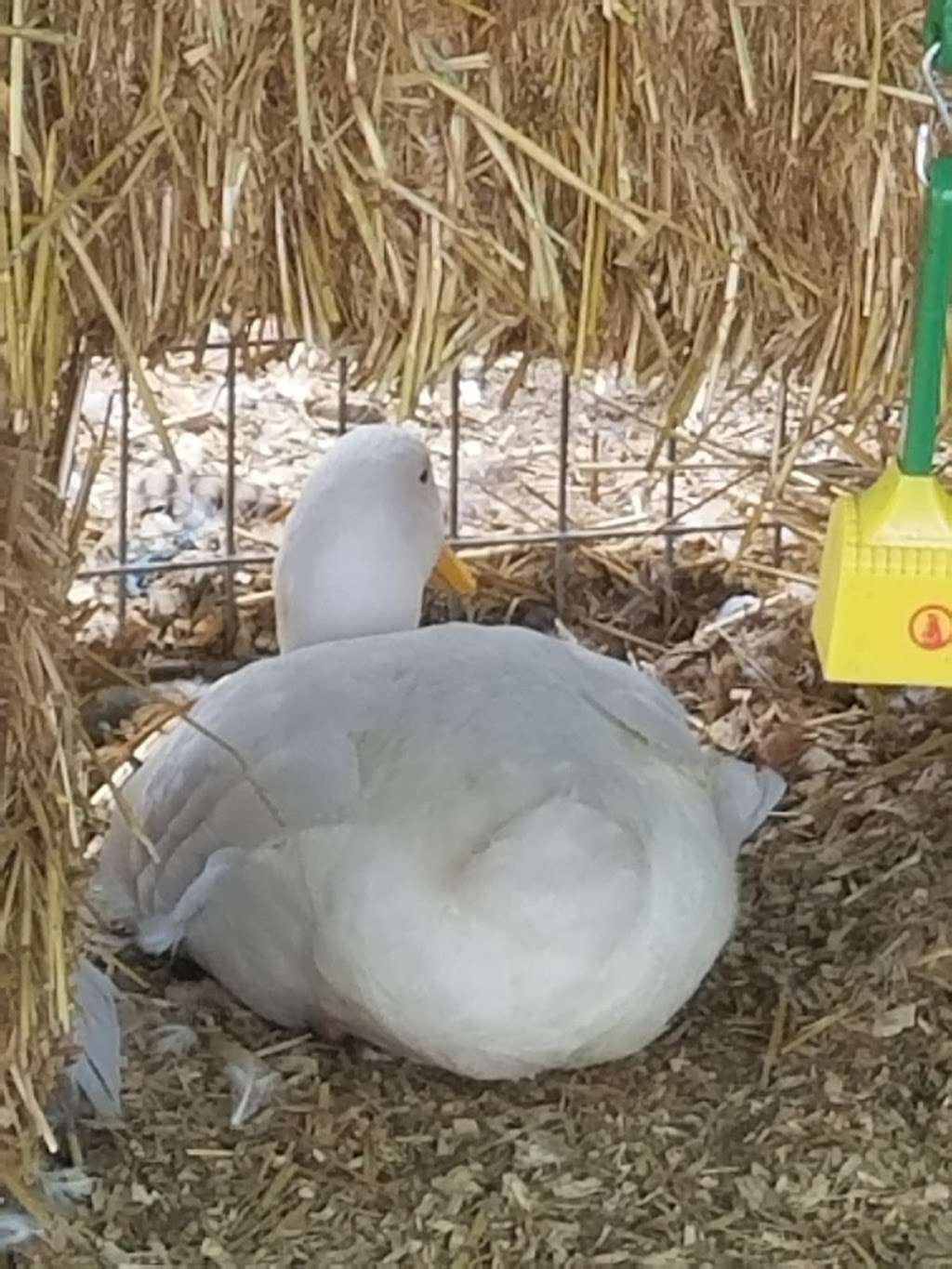 Carters Hay & Grain | 1985 Olivenhain Rd, Encinitas, CA 92024, USA | Phone: (760) 436-4738