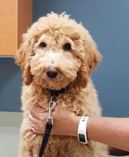 Veterinary Dermatology Service, P.A. | 4708 Olson Memorial Hwy, Golden Valley, MN 55422, USA | Phone: (612) 928-8097