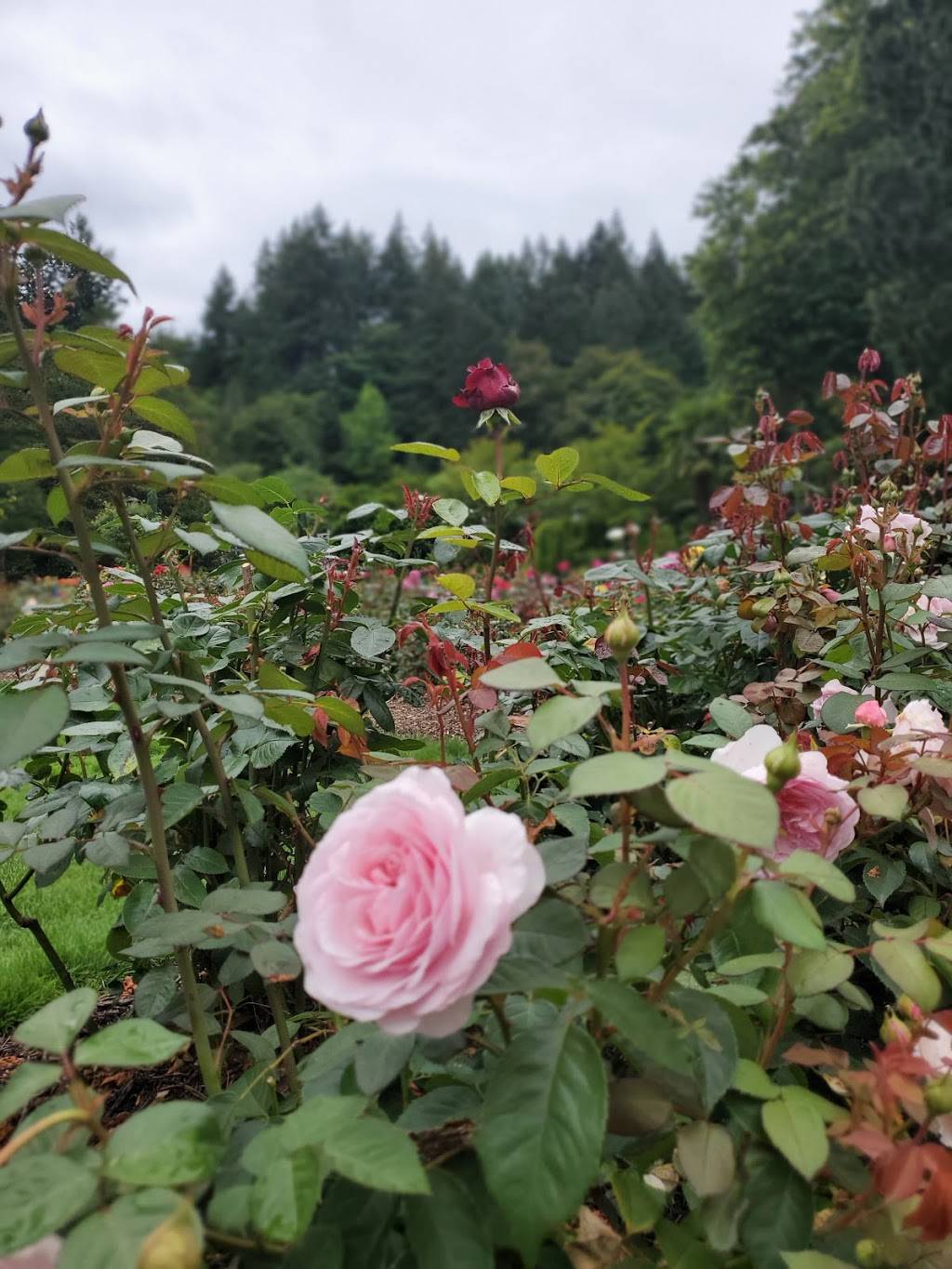 International Rose Test Garden | 400 SW Kingston Ave, Portland, OR 97205, USA | Phone: (503) 823-3636