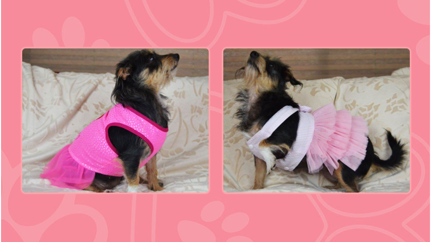 Kamyeas Kloset Fashion Pet Boutique | 1052 US-92, Auburndale, FL 33823, USA | Phone: (315) 401-4123