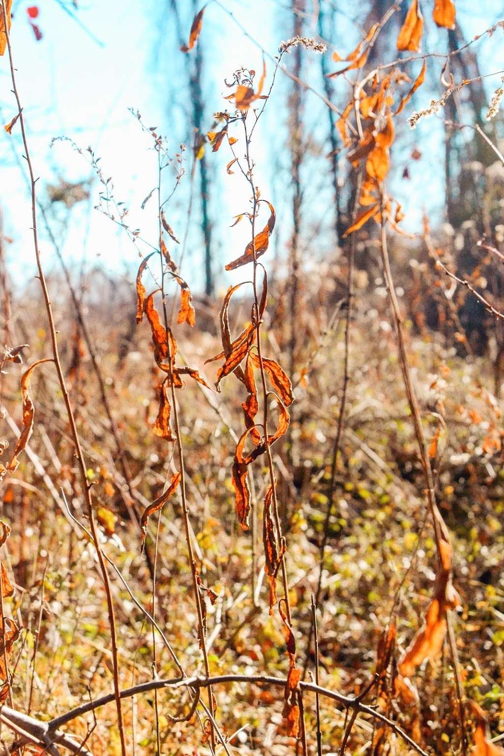 Blue Mash Nature Trail | 20400 Zion Rd, Gaithersburg, MD 20882, USA | Phone: (301) 495-4500