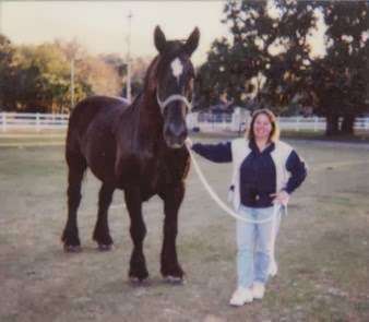 Carousel Equine Clinic | 17558 County Rd 455, Montverde, FL 34756, USA | Phone: (407) 428-5702