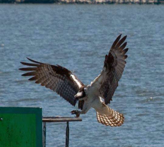 Patriot Cruises | 213 N. Talbot Street - Park at the Chesapeake Bay Maritime Museum, St Michaels, MD 21663, USA | Phone: (410) 745-3100