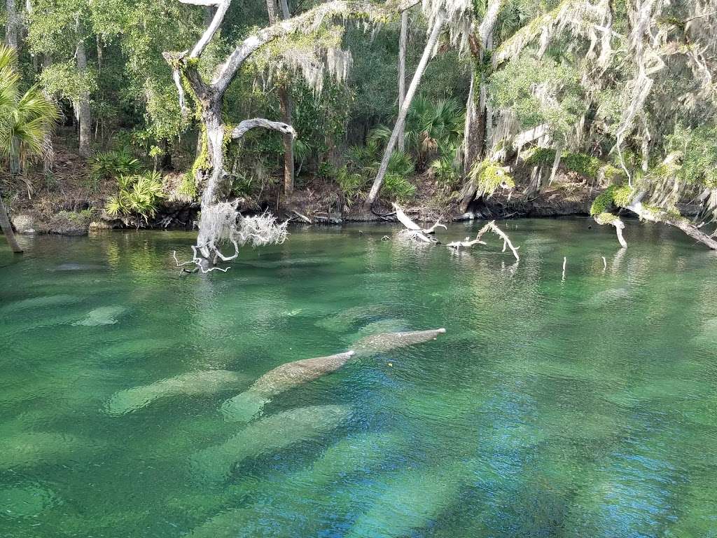 Blue Spring State Park | 2100 W French Ave, Orange City, FL 32763, USA | Phone: (386) 775-3663