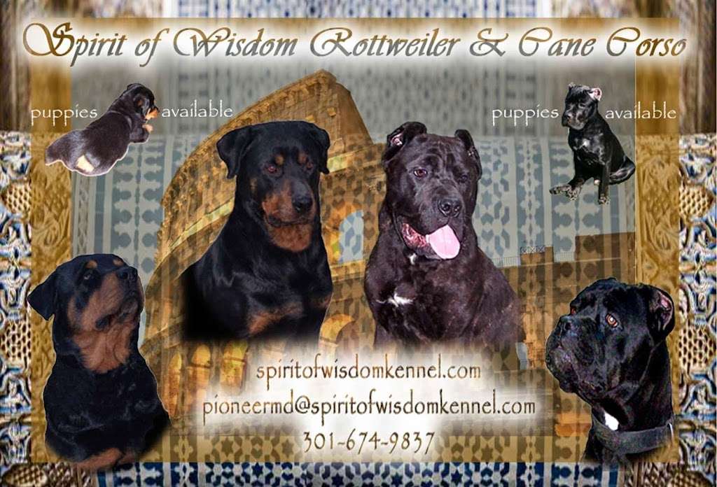 Spirit of Wisdom Rottweiler and Cane Corso | 12691 Rustlers Ridge, Lusby, MD 20657, USA | Phone: (301) 674-9837