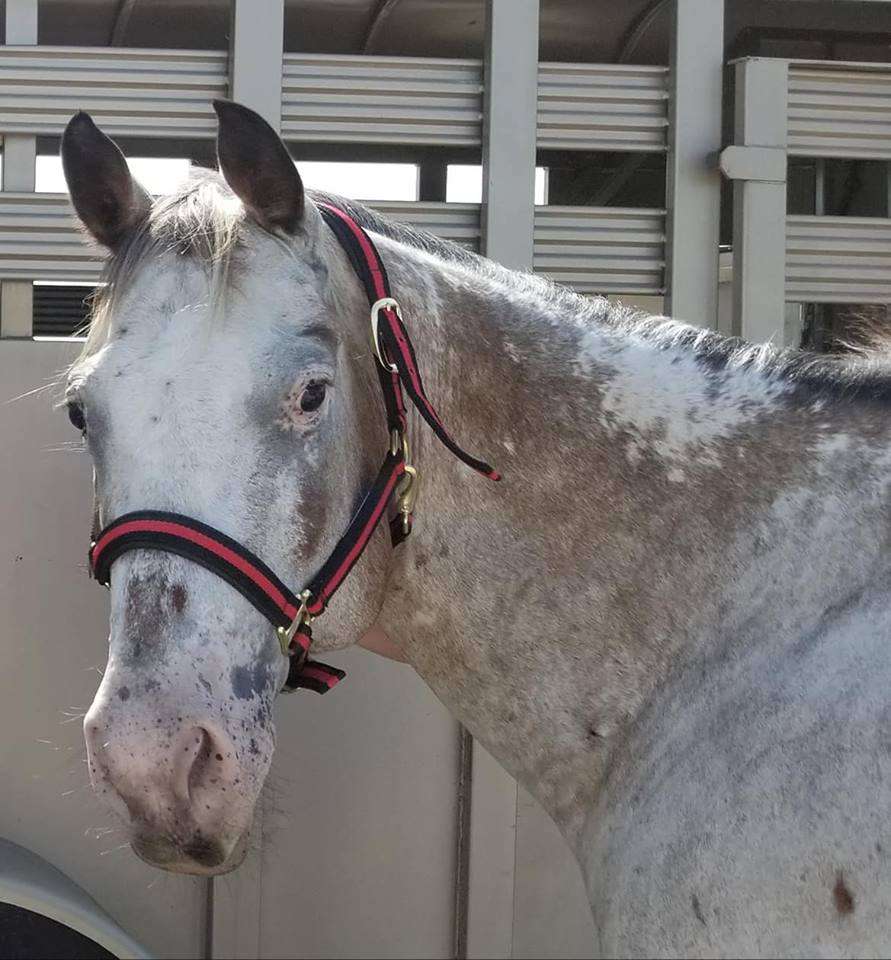 Galaxy Riding School | 5525 Lyons Rd, Garland, TX 75043, USA | Phone: (214) 935-3539