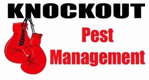 Knockout Pest Management | 17015 Cypress Preserve Pkwy, Orlando, FL 32820 | Phone: (407) 277-2003