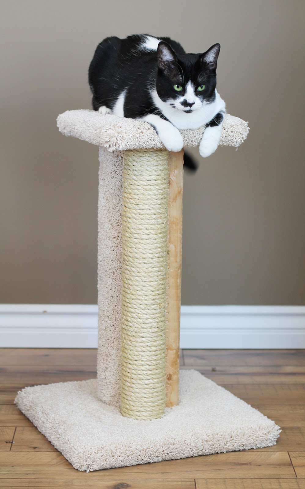 Cats Are Inn-Low Cost Factory Outlet Cat Trees | 2 W Topeka Dr, Phoenix, AZ 85027, USA | Phone: (623) 980-2077