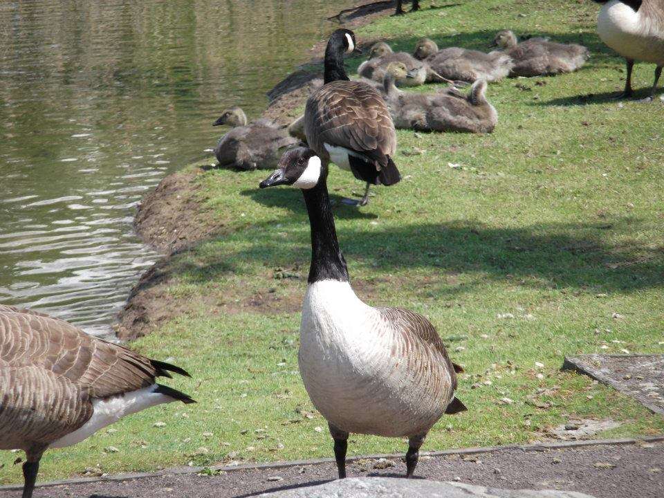 Bluewater Nature Trail | Stone, Dartford, Greenhithe DA9 9SU, UK