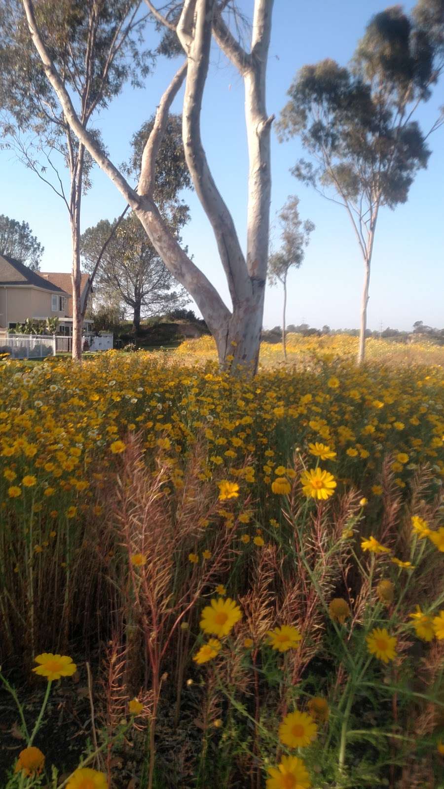 Manchester Preserve Hiking Trails | Encinitas, CA 92024