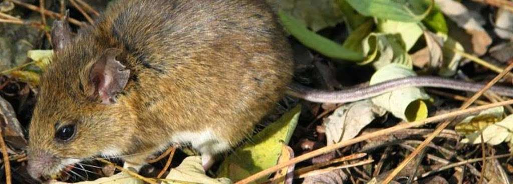 Midwest Exterminating, Pest Control of Westmont and Naperville | 228 N Grant St, Westmont, IL 60559, USA | Phone: (630) 968-0200