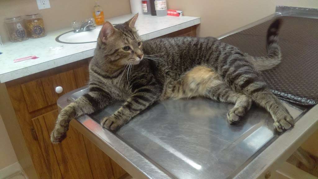 VCA Whitman Animal Hospital | 795 Bedford St, Whitman, MA 02382, USA | Phone: (781) 447-0011