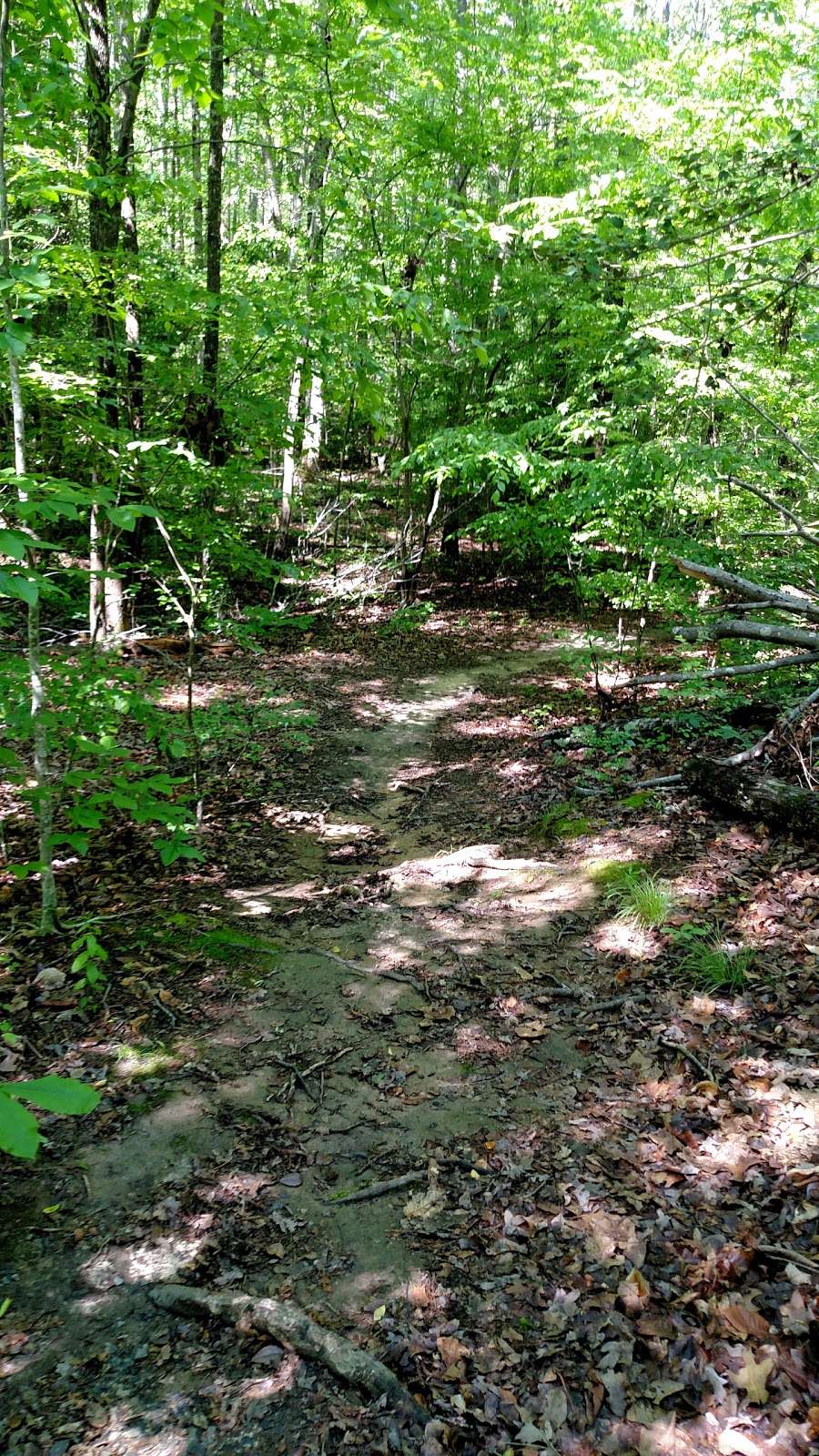 Hickory Hollow Natural Area Preserve | Regina Rd, Lancaster, VA 22503, USA | Phone: (804) 786-7951