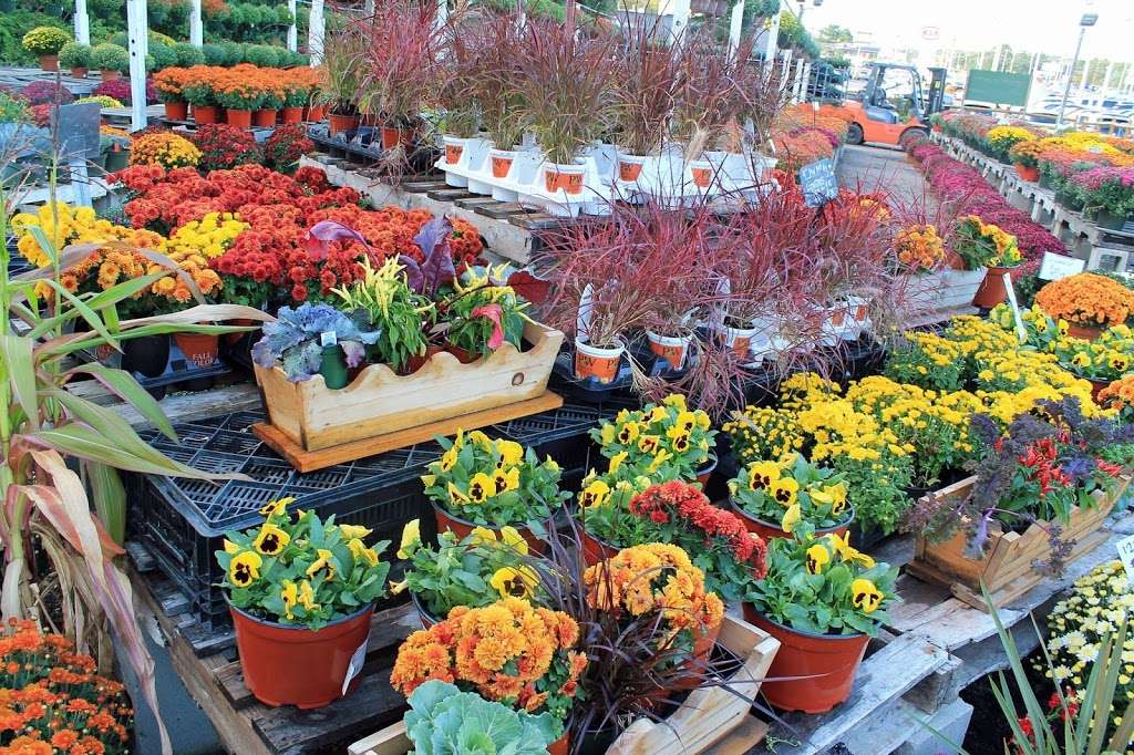 Village Green Nurseries Inc | 147 Providence Hwy, Norwood, MA 02062, USA | Phone: (781) 762-0962