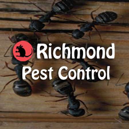 Richmond Pest Control | 208 7th St N, Brigantine, NJ 08203 | Phone: (609) 266-4200