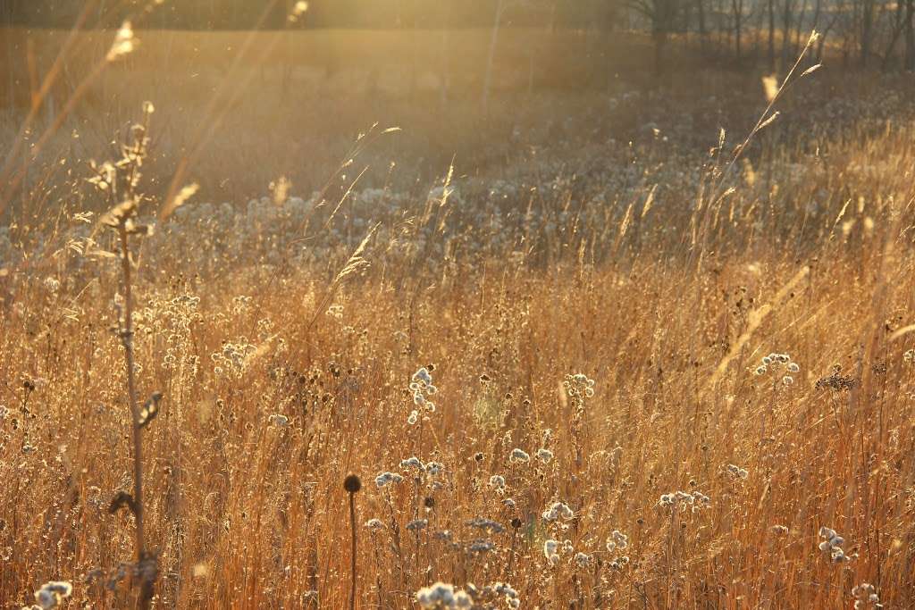 Carl R. Hansen Woods | Poplar Creek Trail, Elgin, IL 60120, USA | Phone: (800) 870-3666