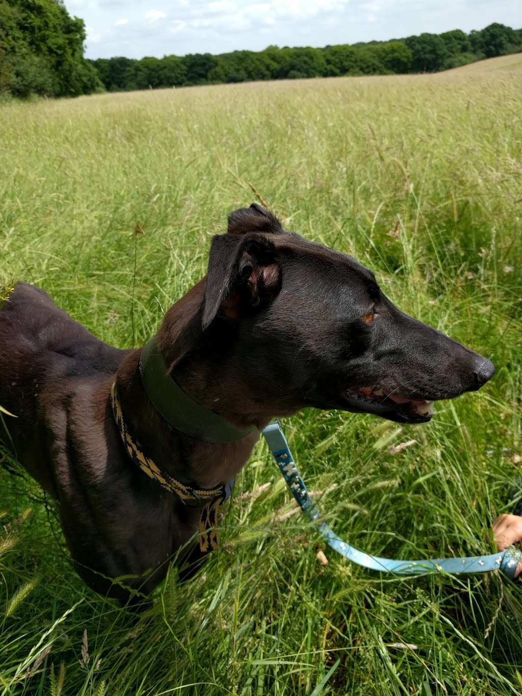 Whittingham Kennels - Greyhound Trust Henlow and Waltham Abbey | 6 Claverhambury Rd, Waltham Abbey EN9 2BL, UK | Phone: 020 8444 9649