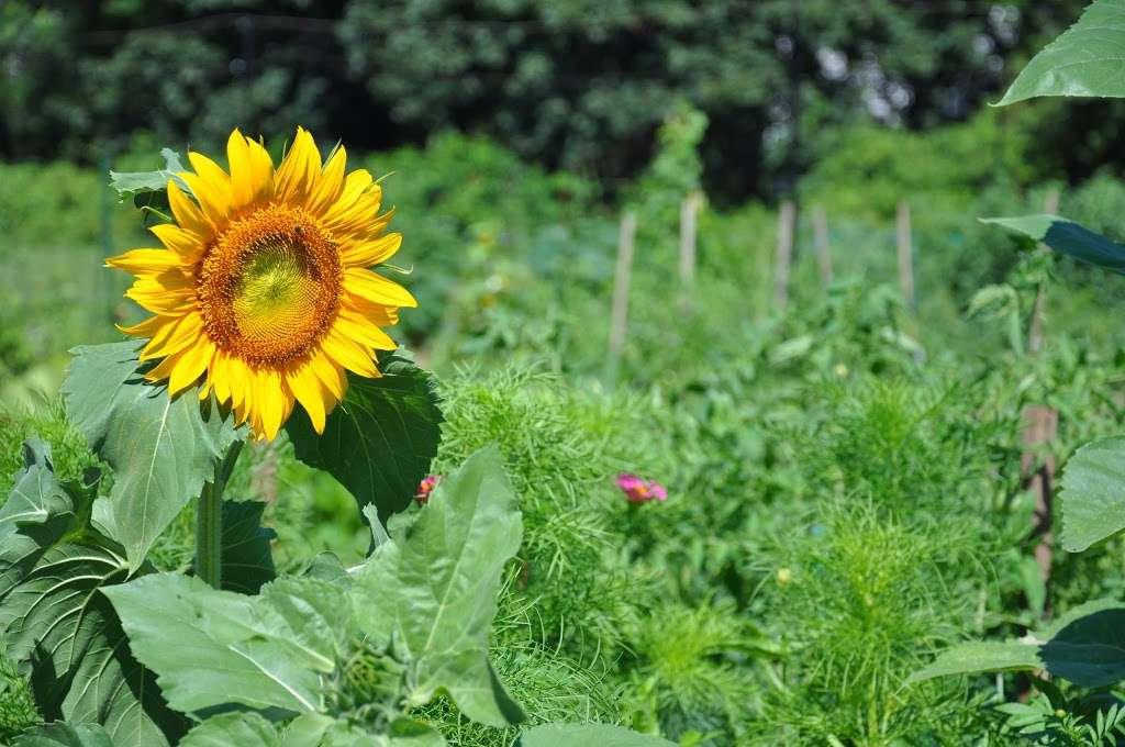 Somerset Community Garden | 1640 Amwell Rd, Somerset, NJ 08873 | Phone: (732) 873-2888