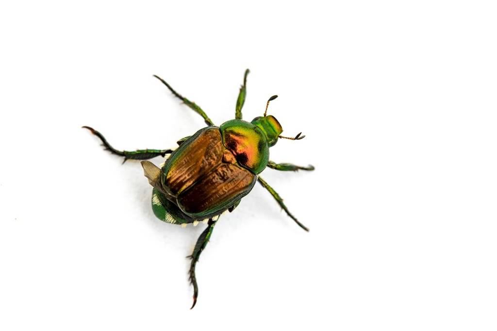 Premier Pest Elimination | 2314 Superior St, Madison, WI 53704, USA | Phone: (866) 500-7378