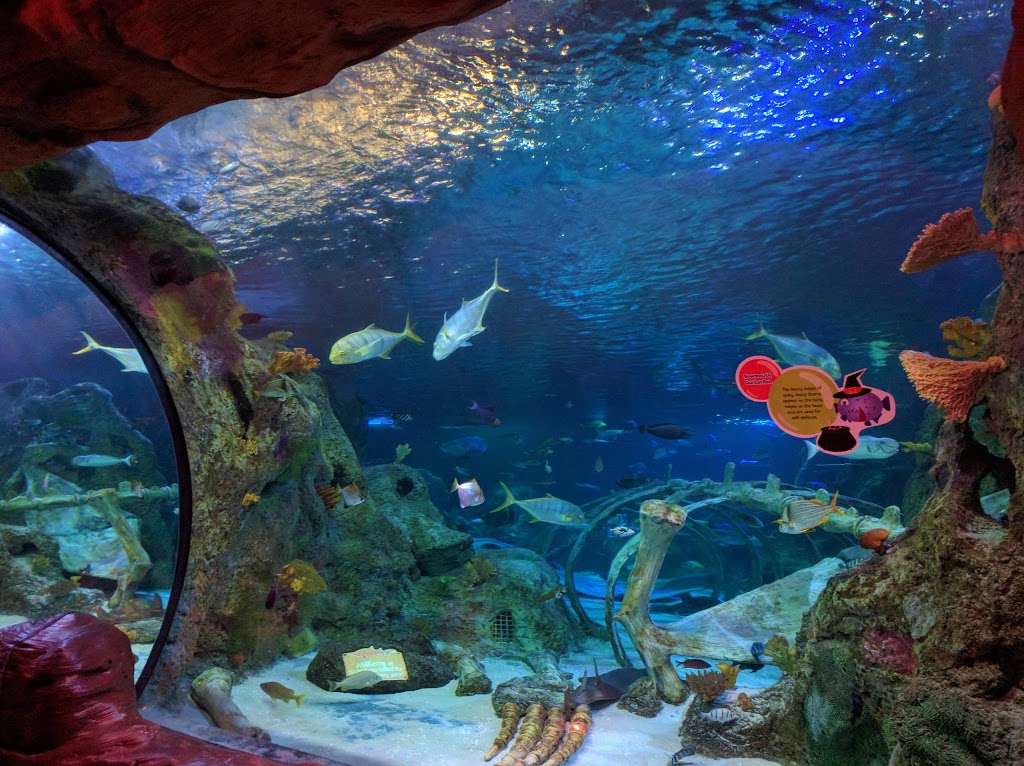 SEA LIFE Grapevine Aquarium | Mills Mall, 3000 Grapevine Mills Pkwy, Grapevine, TX 76051, USA | Phone: (469) 444-3004