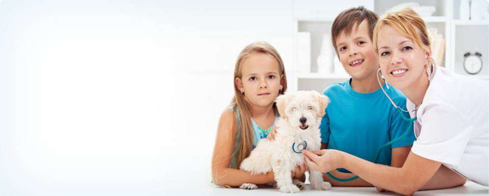 Oak Brook Pet Hospital | 1600 16th St T-16, Oak Brook, IL 60523, USA | Phone: (630) 974-6987