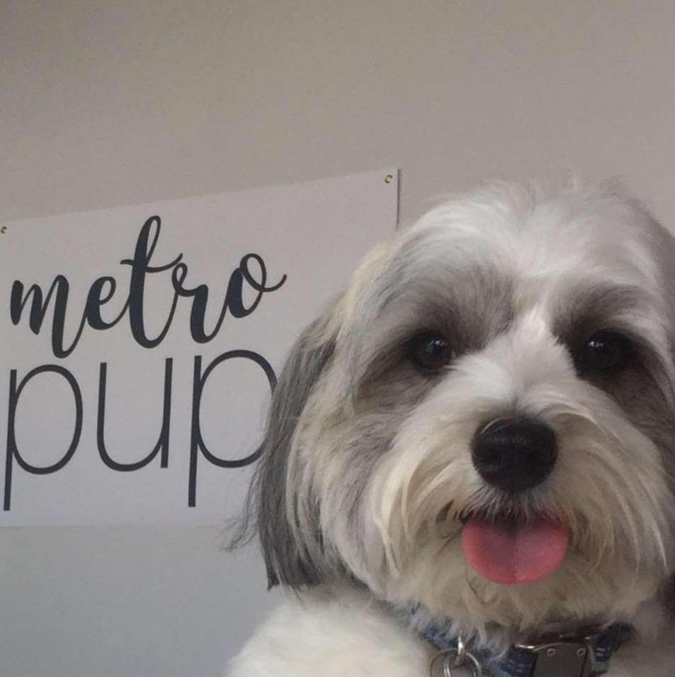 Metro Pups | 20 Main St, Ossining, NY 10562, USA | Phone: (914) 432-2565