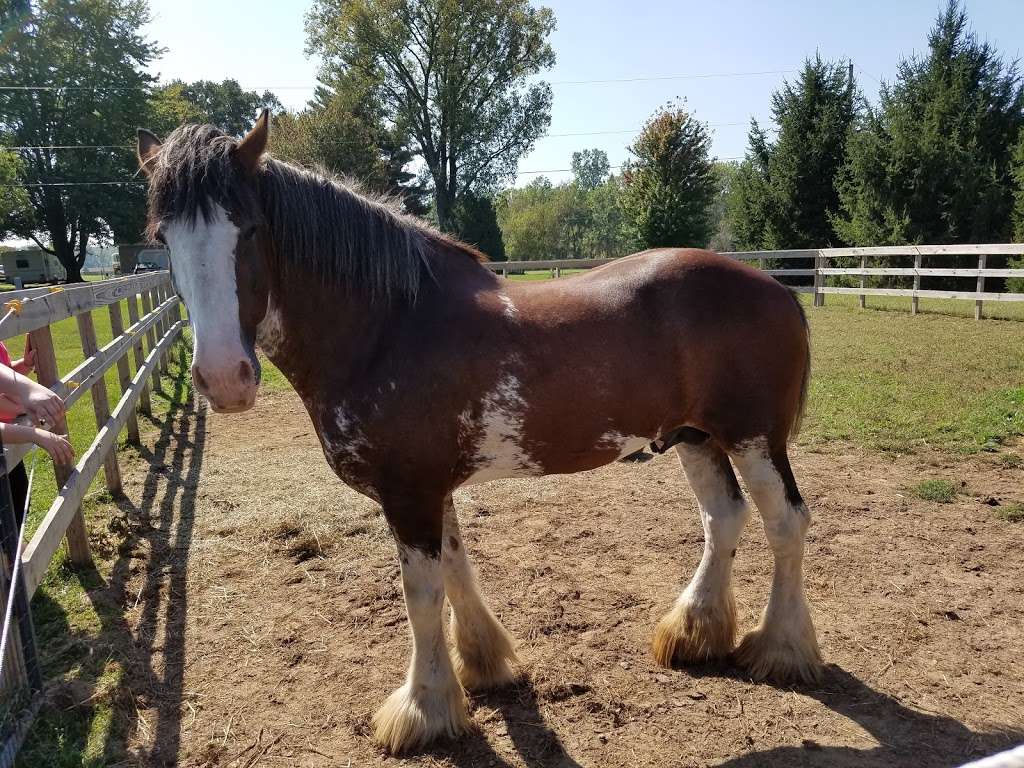 Sandy Acres Clydesdales | 10032 N Ruby Rd, La Porte, IN 46350, USA | Phone: (219) 369-3386