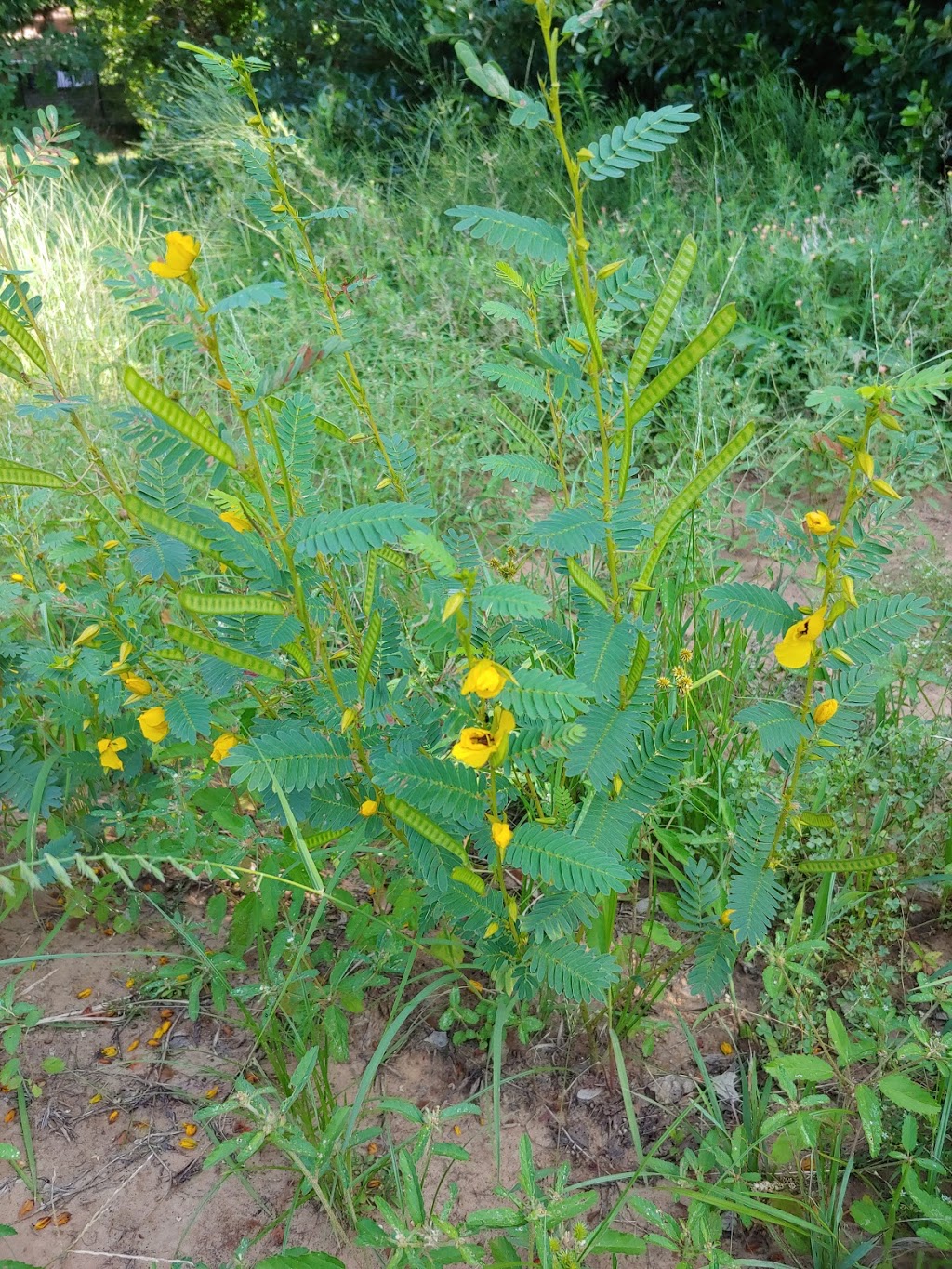 Wildflower Butterfly Habitat | 3009 Creekview Dr, Grapevine, TX 76051, USA | Phone: (817) 410-3450