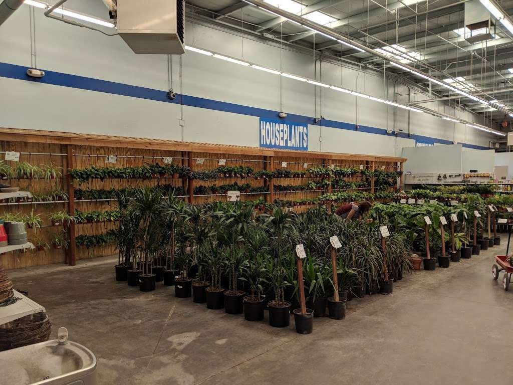 Star Nursery | 1183, 2600 W Ann Rd, North Las Vegas, NV 89031, USA | Phone: (702) 216-7827