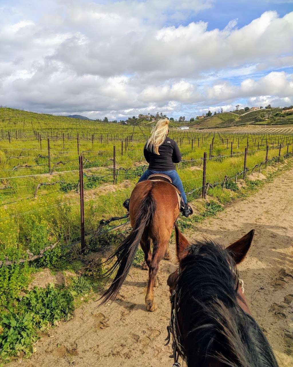 Wine Country Trails by Horseback | 34225 Rancho California Rd, Temecula, CA 92591, USA | Phone: (951) 852-7633