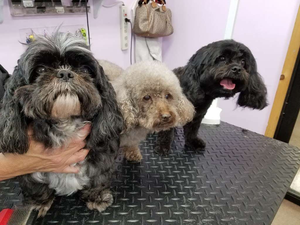 TLC Doggy Day Spa Syosset NY | 39 Berry Hill Rd, Syosset, NY 11791, USA | Phone: (516) 802-5805