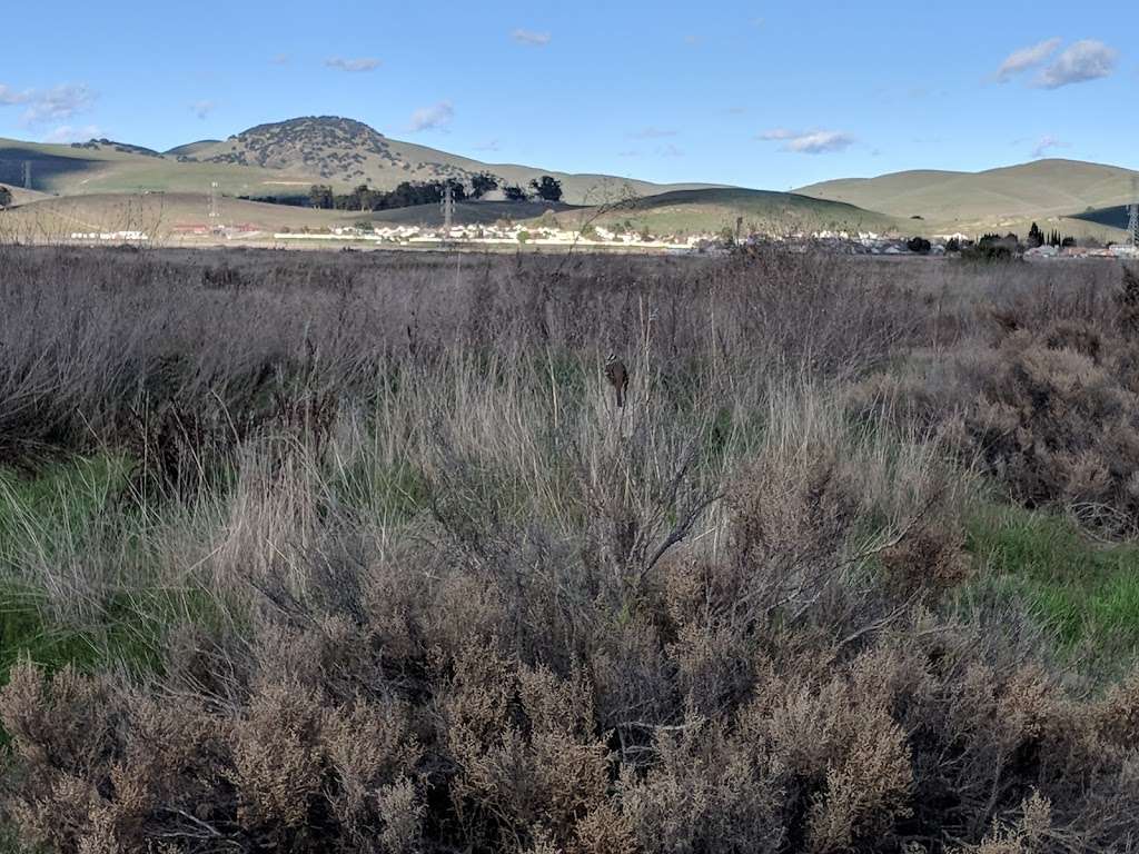 Springtown Wetlands Preserve | Livermore, CA 94551, USA