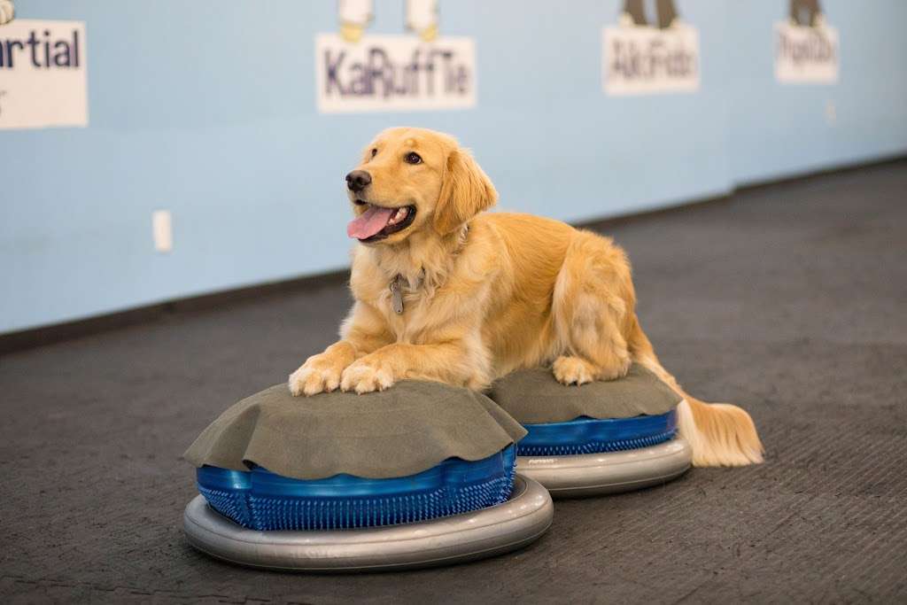 The Martial ARFS Dog Training & Fitness Center | 251 Voice Rd, Carle Place, NY 11514, USA | Phone: (516) 280-8331