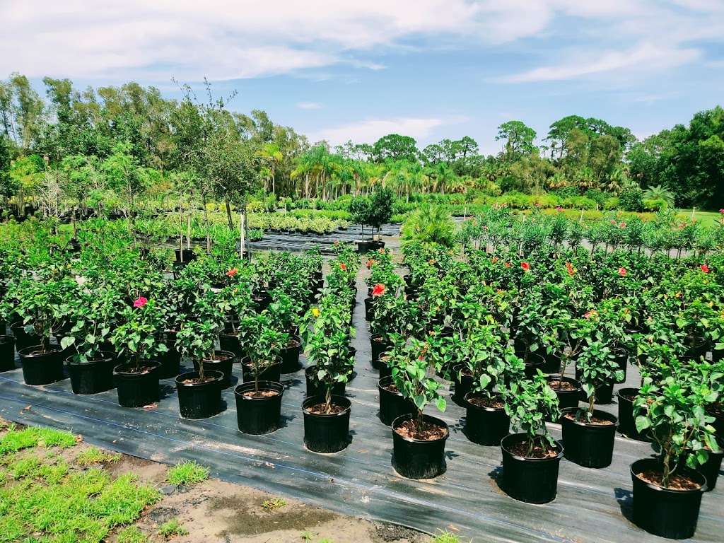 Merritt Island Nursery | 3820 N Courtenay Pkwy, Merritt Island, FL 32953, USA | Phone: (321) 453-2314