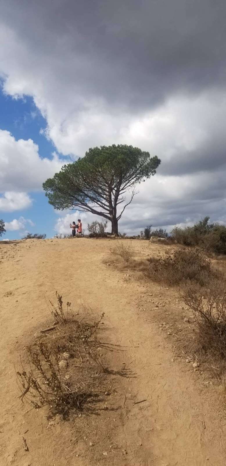 Wisdom tree | 3052 Lake Hollywood Dr, Los Angeles, CA 90068, USA