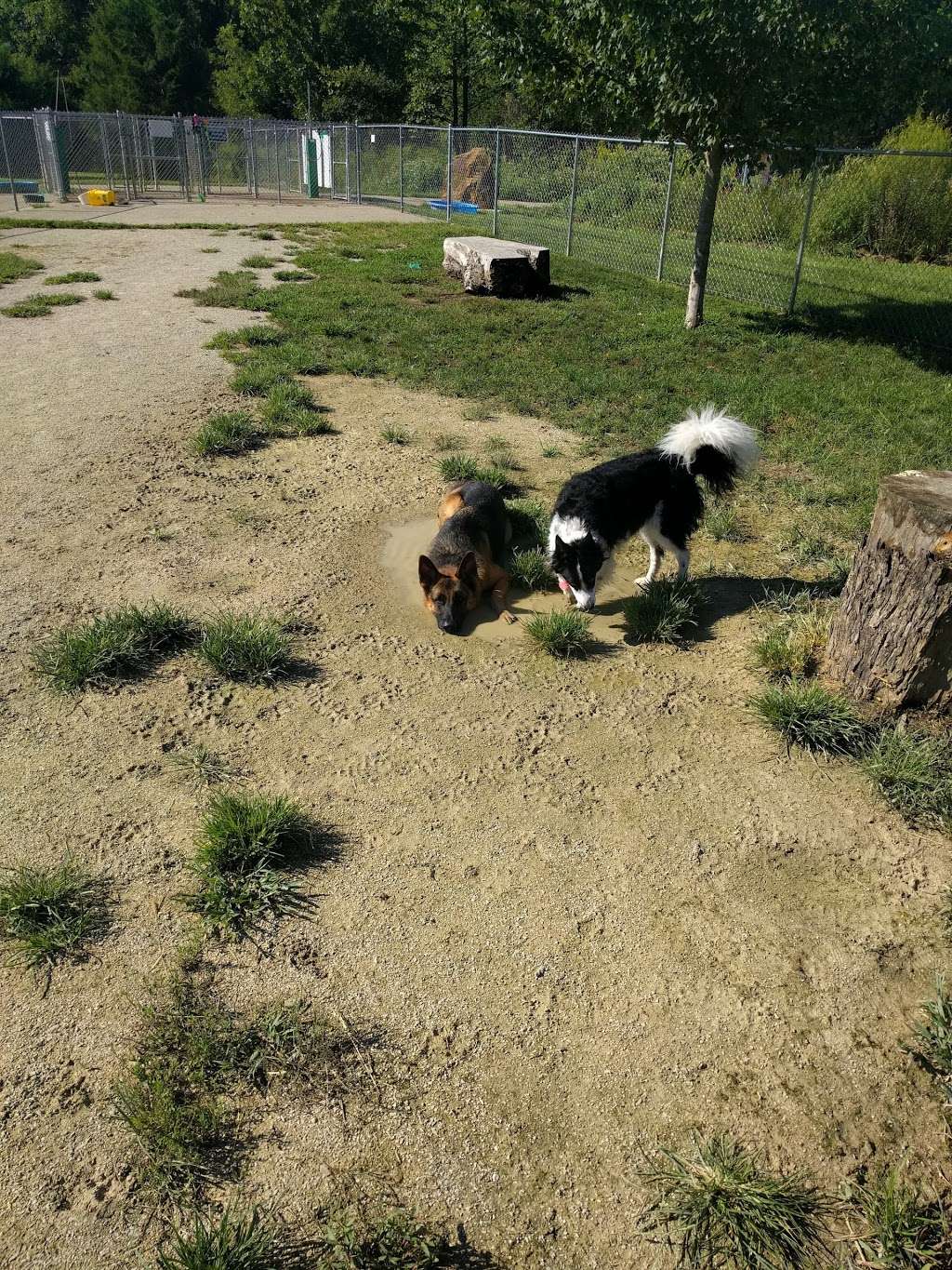 Ferguson Dog Park the best dog park | 4300 N Stone Mill Rd, Bloomington, IN 47408, USA | Phone: (812) 349-3700