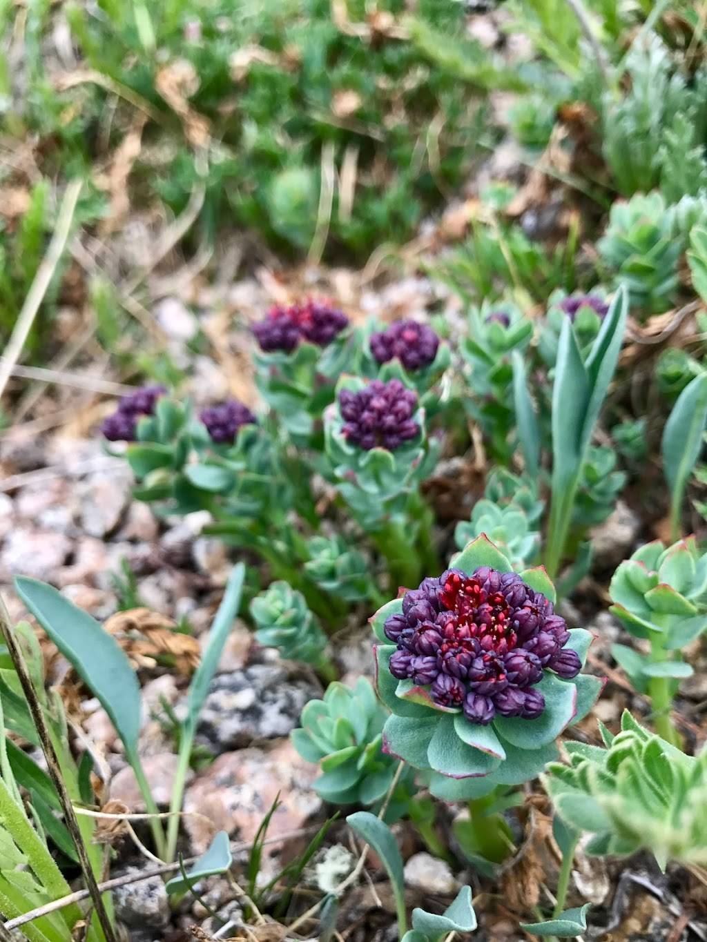 Mountain Herbalism | 6650 W 44th Ave, Denver, CO 80033, USA | Phone: (530) 304-1626