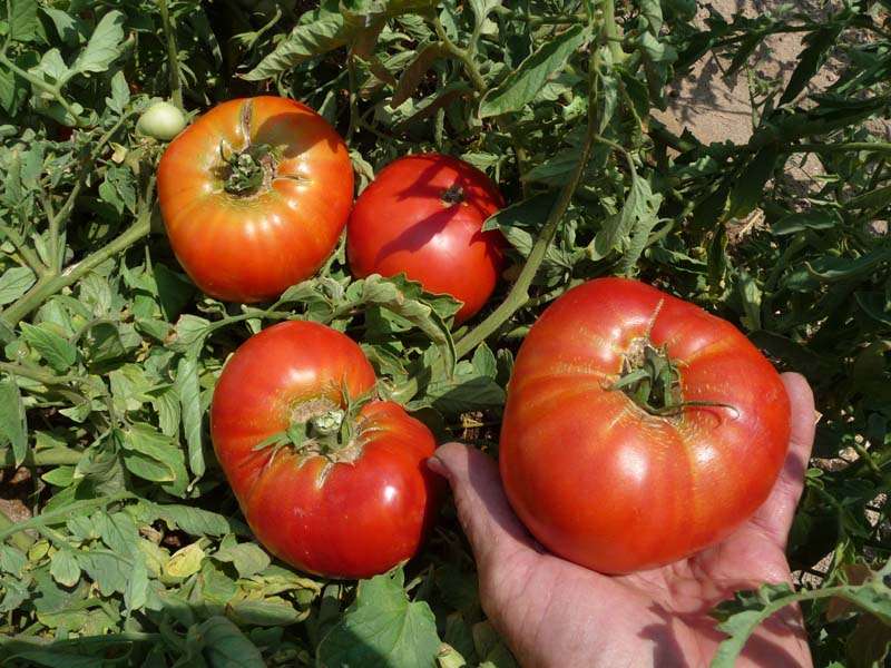 Peters Organic World | 1949 E University Dr #209, Tempe, AZ 85281, USA | Phone: (480) 837-8768