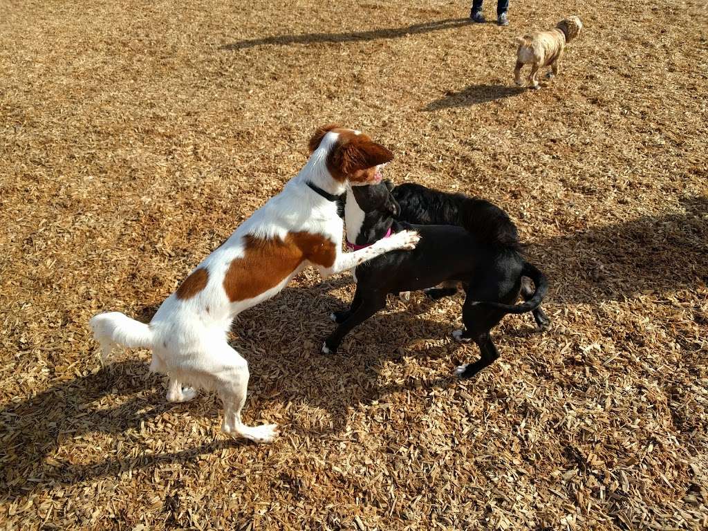 Cubbys Dog Park | 3200 W Lagoon Rd, Pleasanton, CA 94588, USA